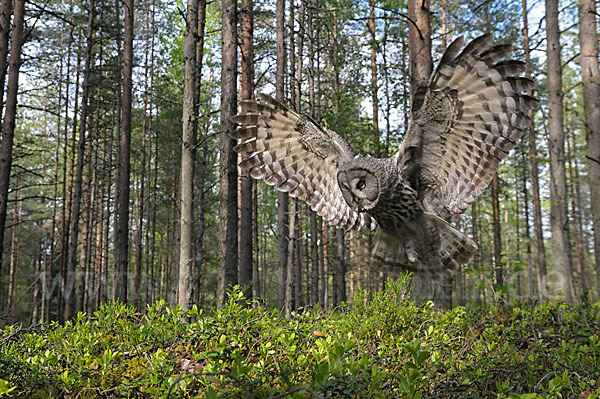 Bartkauz (Strix nebulosa)