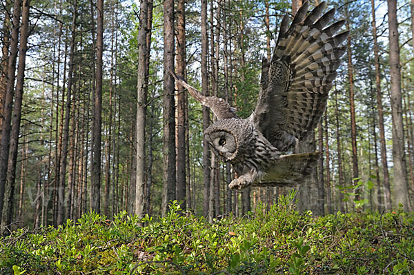 Bartkauz (Strix nebulosa)