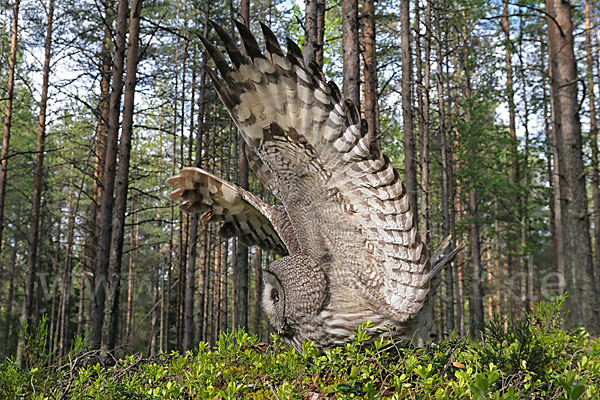 Bartkauz (Strix nebulosa)