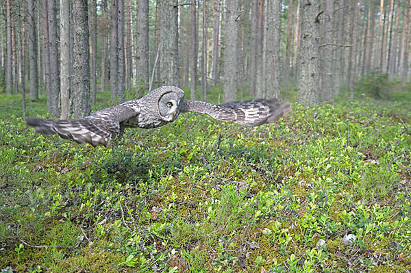 Bartkauz (Strix nebulosa)