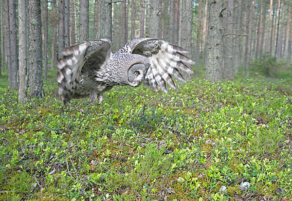 Bartkauz (Strix nebulosa)