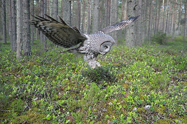 Bartkauz (Strix nebulosa)