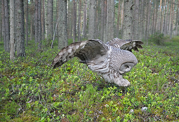 Bartkauz (Strix nebulosa)