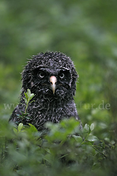 Bartkauz (Strix nebulosa)