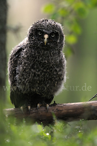 Bartkauz (Strix nebulosa)