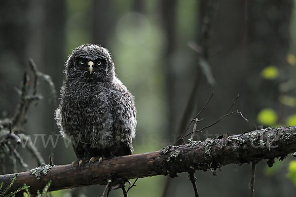 Bartkauz (Strix nebulosa)