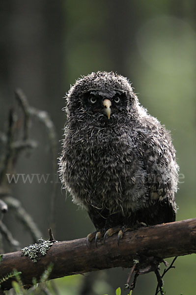 Bartkauz (Strix nebulosa)