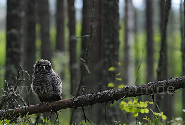 Bartkauz (Strix nebulosa)