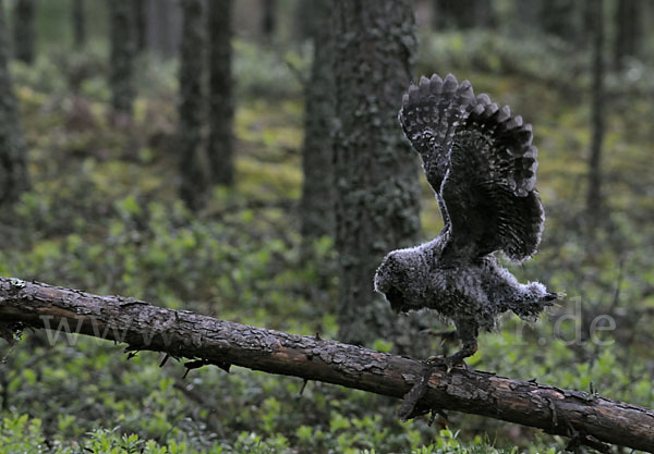 Bartkauz (Strix nebulosa)