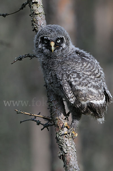 Bartkauz (Strix nebulosa)