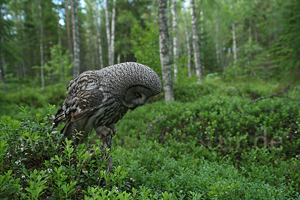 Bartkauz (Strix nebulosa)