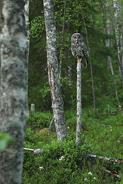 Bartkauz (Strix nebulosa)