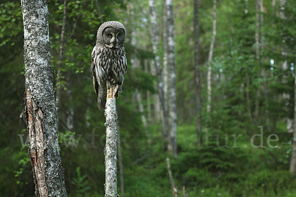 Bartkauz (Strix nebulosa)