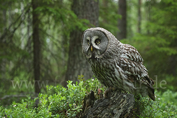 Bartkauz (Strix nebulosa)