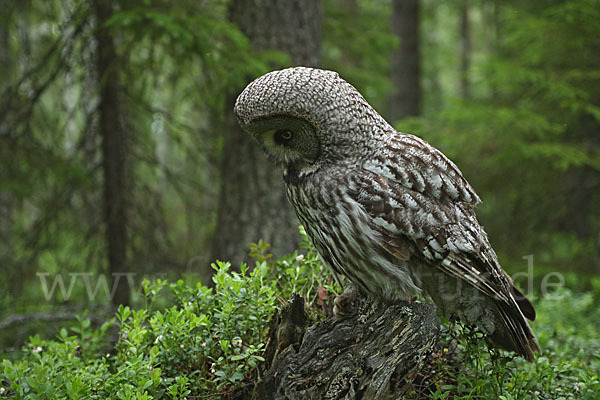 Bartkauz (Strix nebulosa)