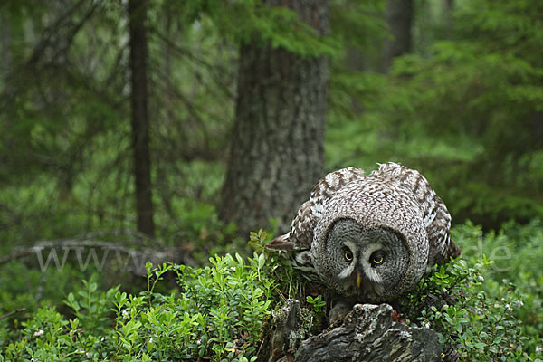 Bartkauz (Strix nebulosa)