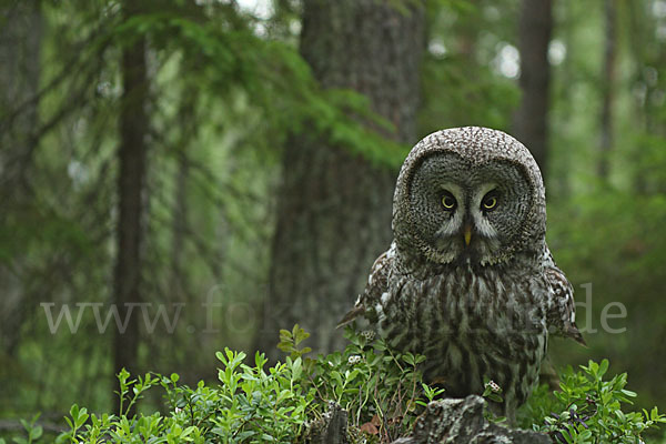 Bartkauz (Strix nebulosa)