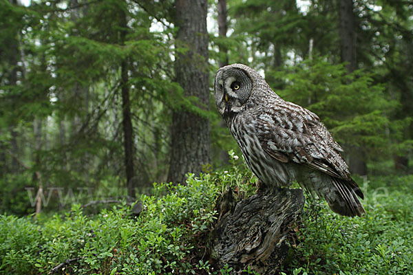 Bartkauz (Strix nebulosa)