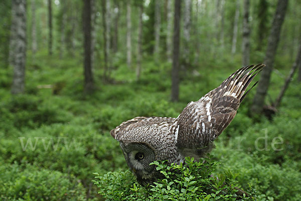 Bartkauz (Strix nebulosa)