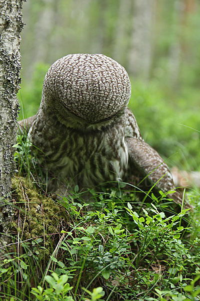 Bartkauz (Strix nebulosa)