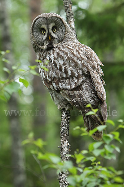 Bartkauz (Strix nebulosa)