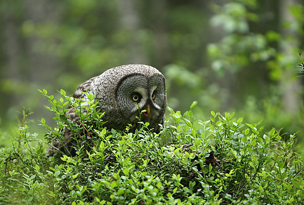 Bartkauz (Strix nebulosa)