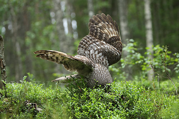 Bartkauz (Strix nebulosa)