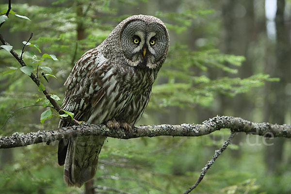 Bartkauz (Strix nebulosa)