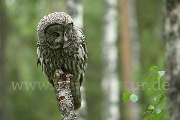 Bartkauz (Strix nebulosa)