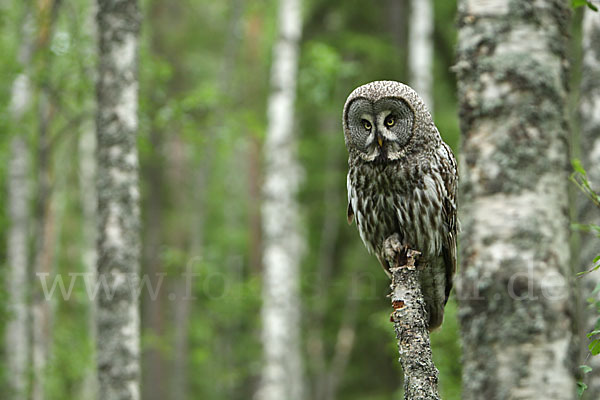 Bartkauz (Strix nebulosa)