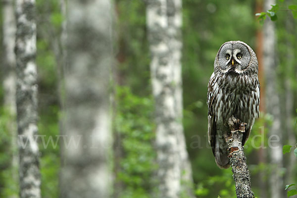 Bartkauz (Strix nebulosa)