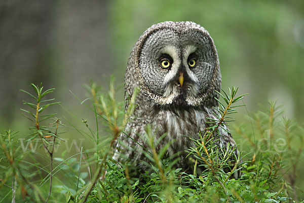 Bartkauz (Strix nebulosa)