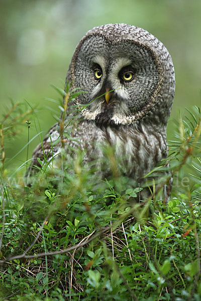 Bartkauz (Strix nebulosa)