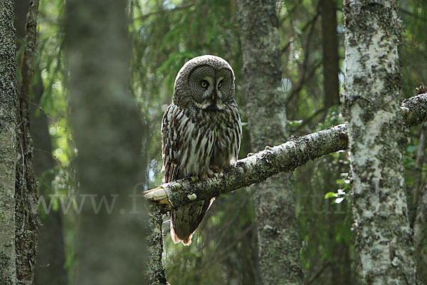 Bartkauz (Strix nebulosa)