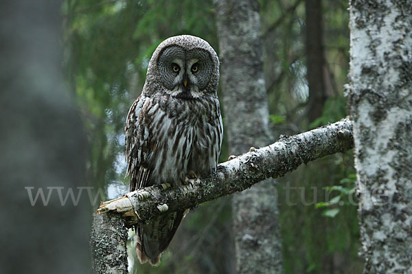 Bartkauz (Strix nebulosa)