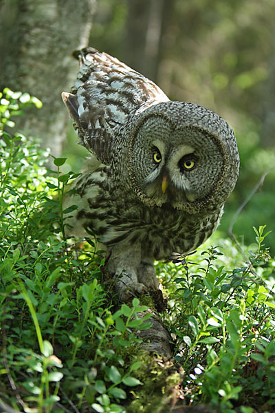 Bartkauz (Strix nebulosa)