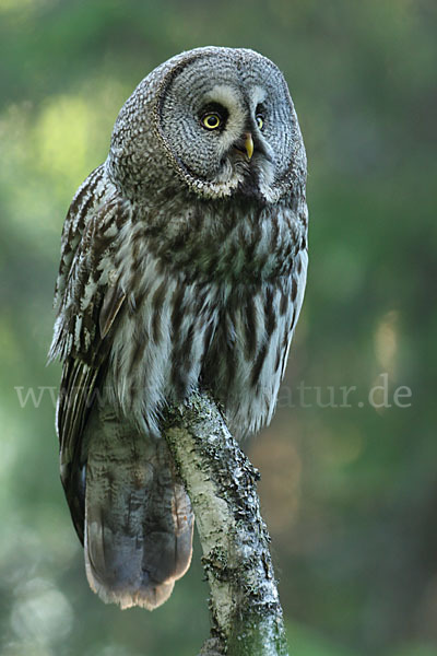 Bartkauz (Strix nebulosa)