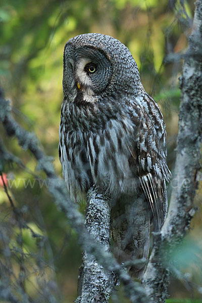 Bartkauz (Strix nebulosa)