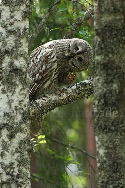 Bartkauz (Strix nebulosa)