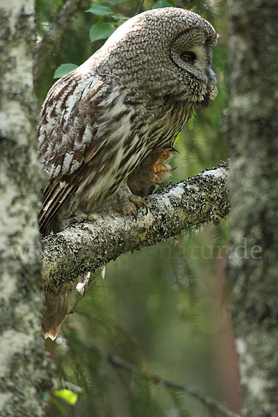 Bartkauz (Strix nebulosa)