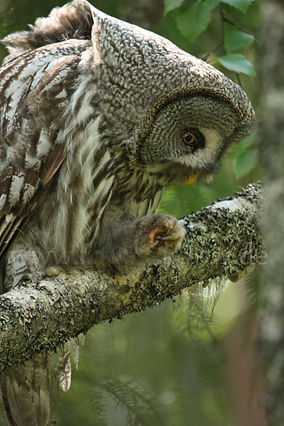 Bartkauz (Strix nebulosa)