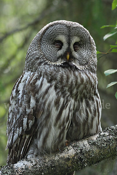 Bartkauz (Strix nebulosa)