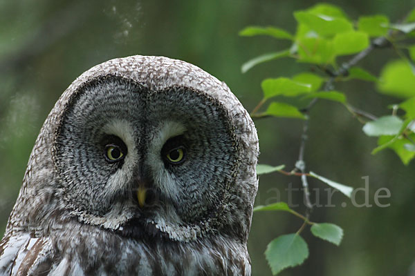 Bartkauz (Strix nebulosa)