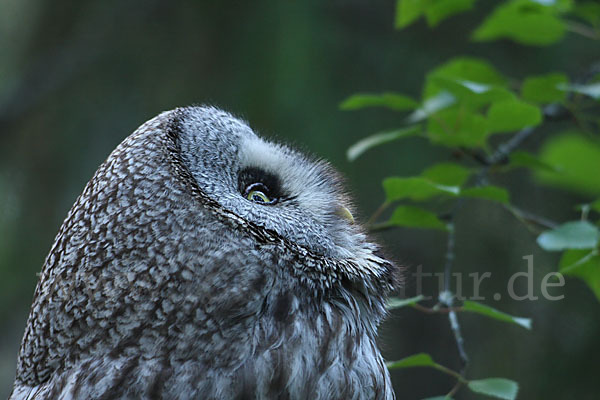 Bartkauz (Strix nebulosa)