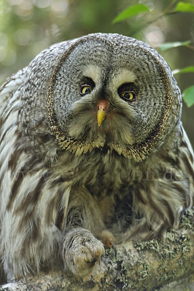 Bartkauz (Strix nebulosa)