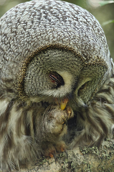 Bartkauz (Strix nebulosa)