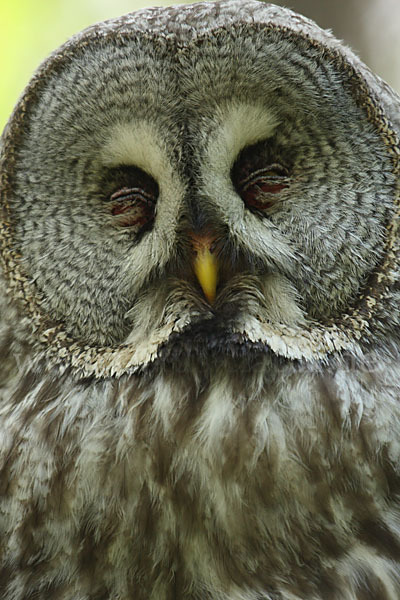 Bartkauz (Strix nebulosa)