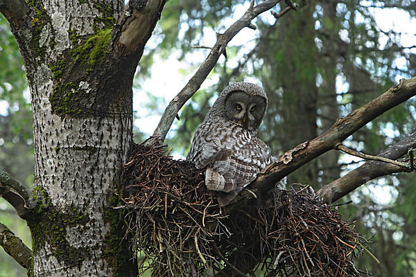 Bartkauz (Strix nebulosa)