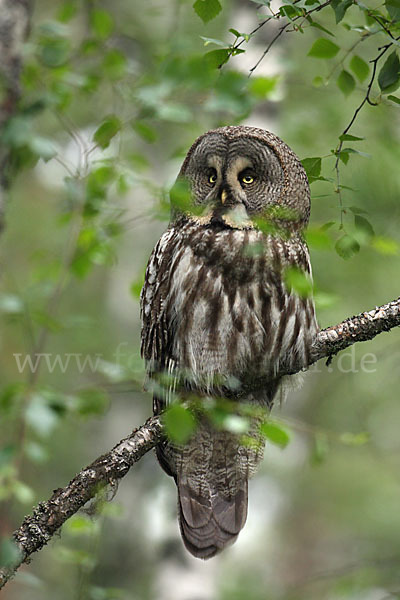 Bartkauz (Strix nebulosa)