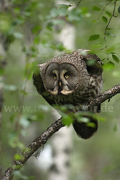 Bartkauz (Strix nebulosa)